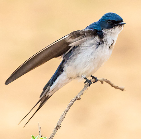 Pearl-breasted Swallow